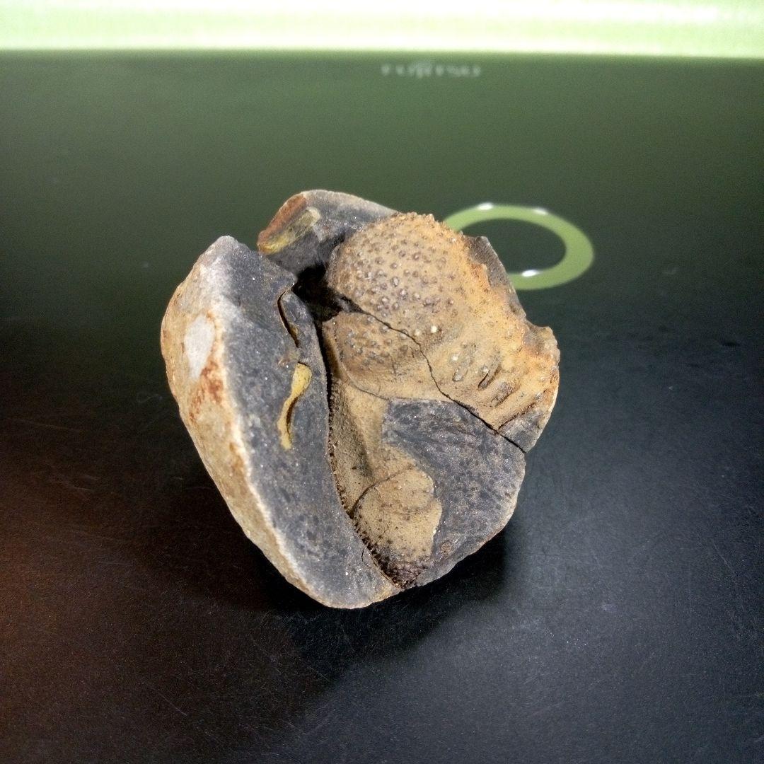 三葉虫　化石　fossil　海　ボリビア産　trilobite　ボリビア化石郡⑤