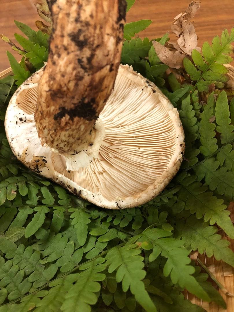岩手県産　訳あり天然松茸（221.5g）③