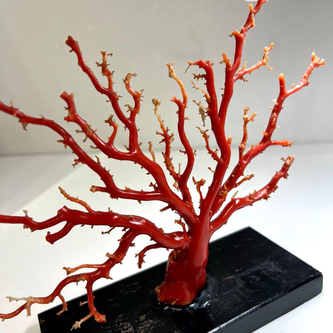 本血赤珊瑚　原木　195g(台込) 最大23.7mmトカコ東な8-0130☆1F