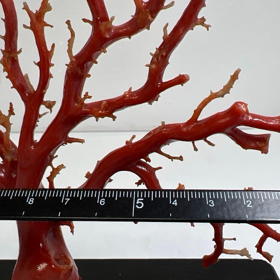 本血赤珊瑚　原木　195g(台込) 最大23.7mmトカコ東な8-0130☆1F