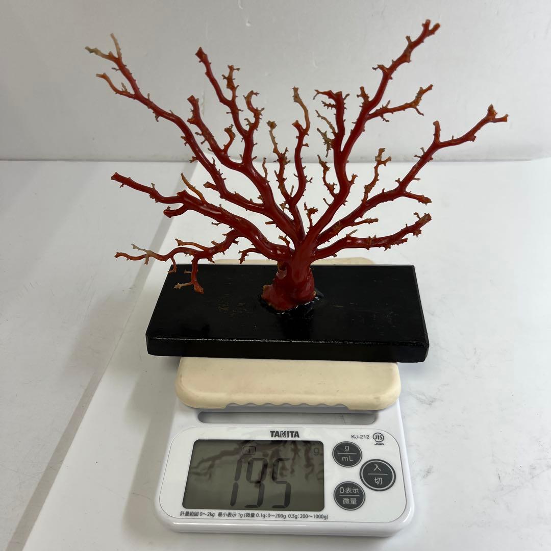 本血赤珊瑚　原木　195g(台込) 最大23.7mmトカコ東な8-0130☆1F