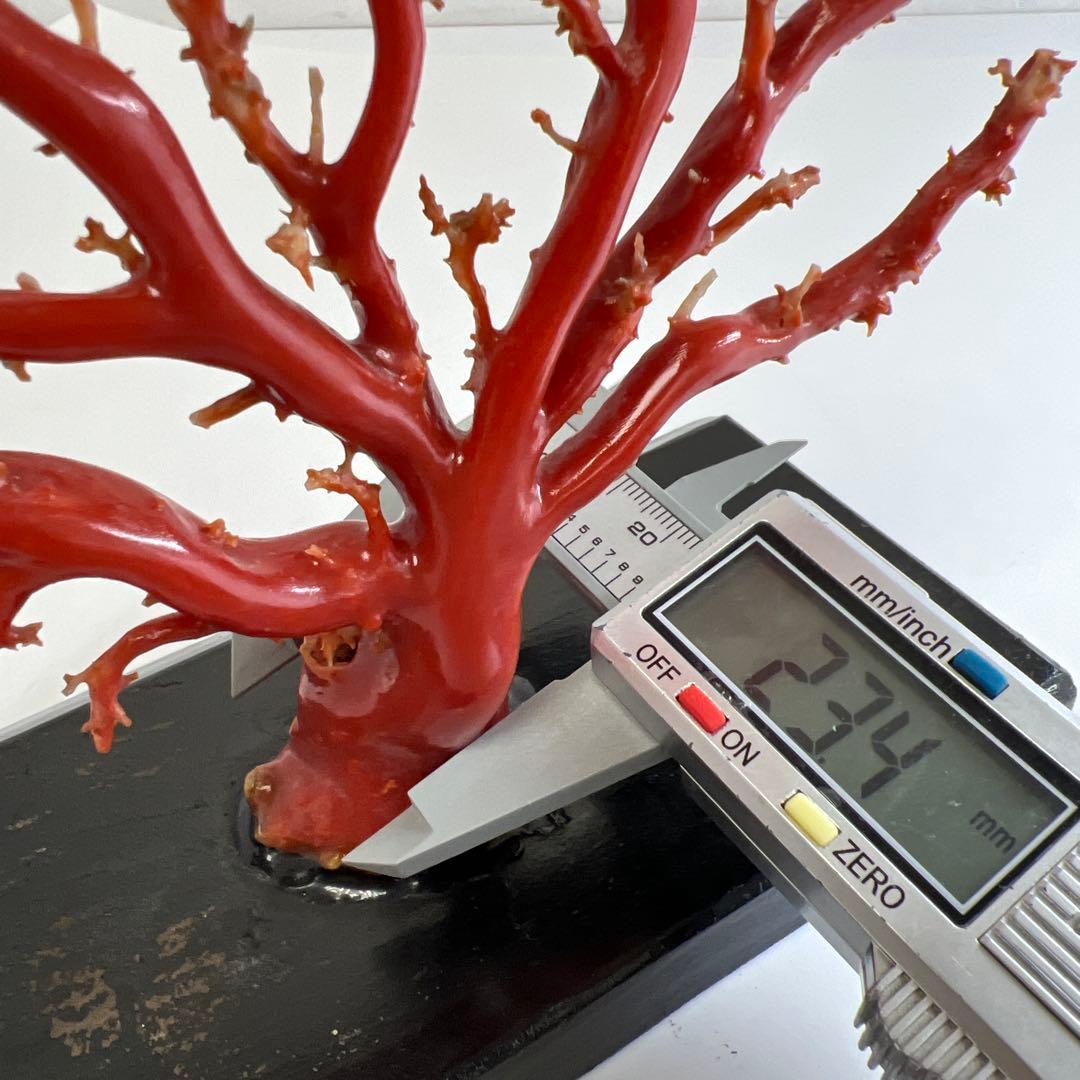 本血赤珊瑚　原木　195g(台込) 最大23.7mmトカコ東な8-0130☆1F