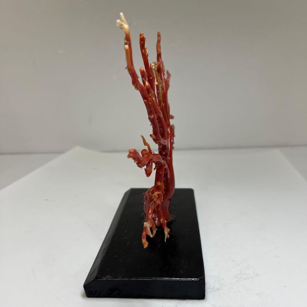 本血赤珊瑚　原木　195g(台込) 最大23.7mmトカコ東な8-0130☆1F