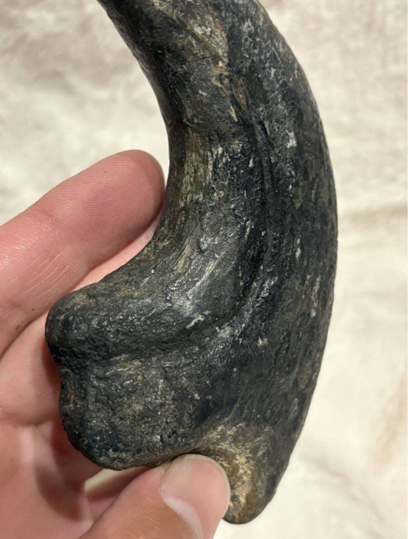 アフロベナトル　爪　化石　恐竜　/ティラノサウルス、スピノサウルス