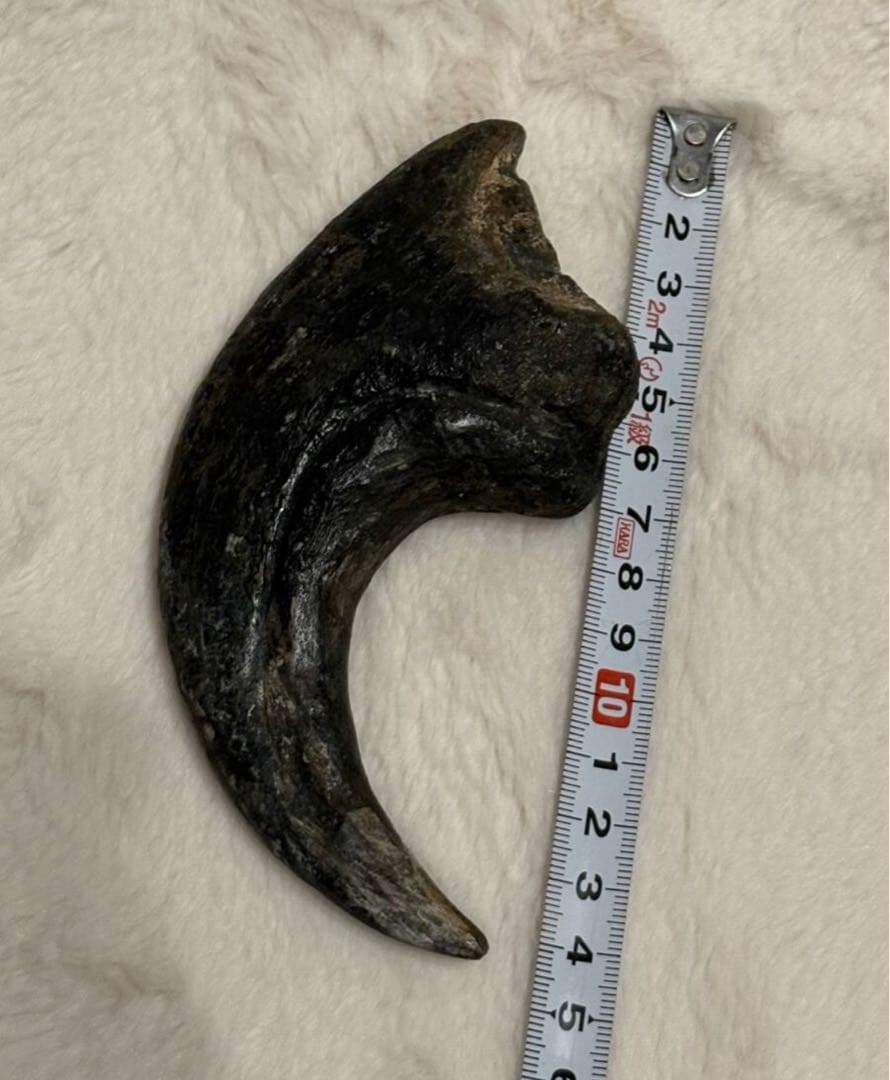 アフロベナトル　爪　化石　恐竜　/ティラノサウルス、スピノサウルス