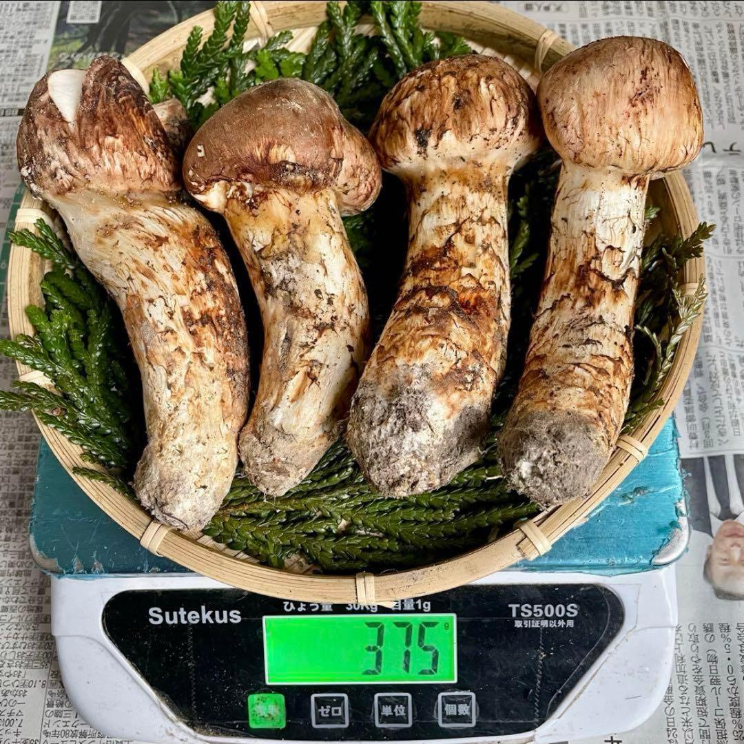 天然きのこ 松茸 国産 マツタケ まつたけ 大自然の凛さん採取その153