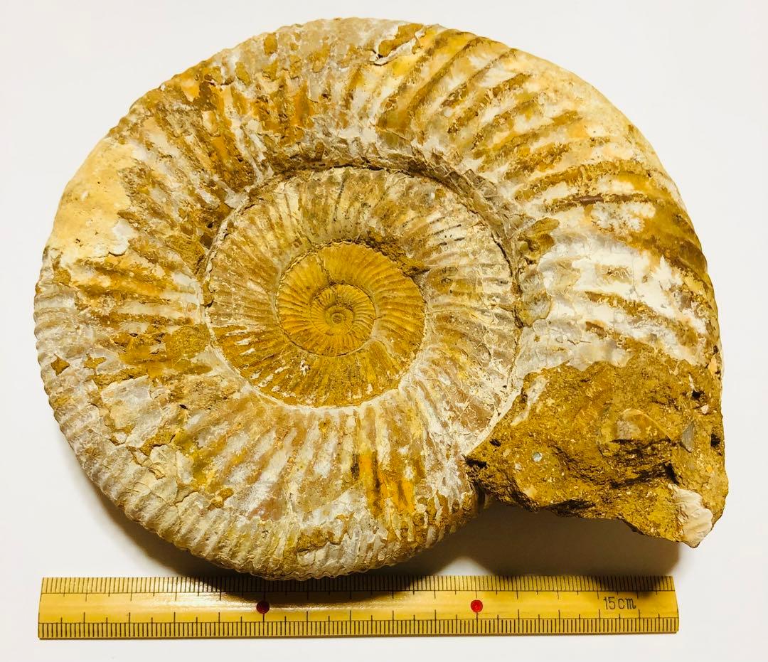 大きなアンモナイト　化石　ペリスフィンクテス