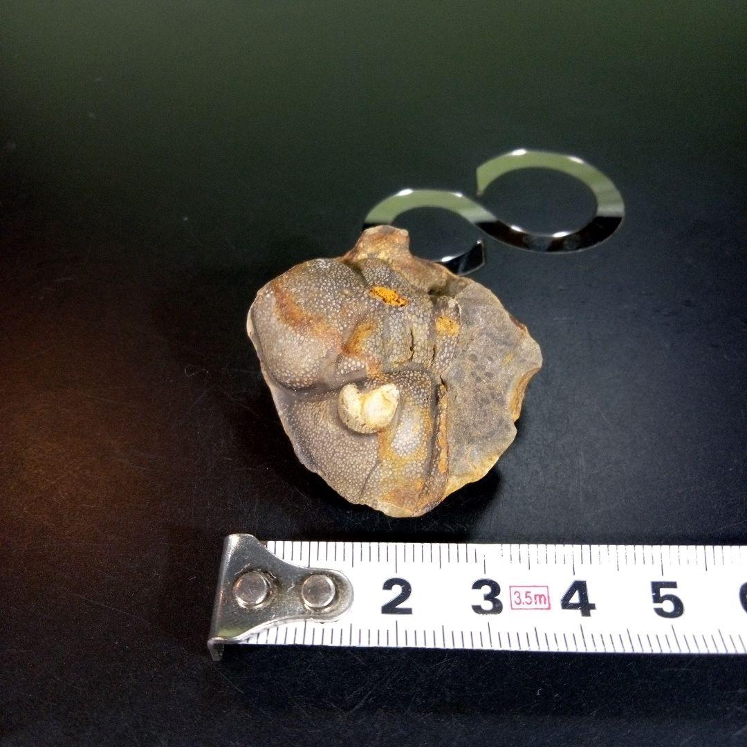 三葉虫　化石　fossil　海　ボリビア産　trilobite　ボリビア化石郡⑦