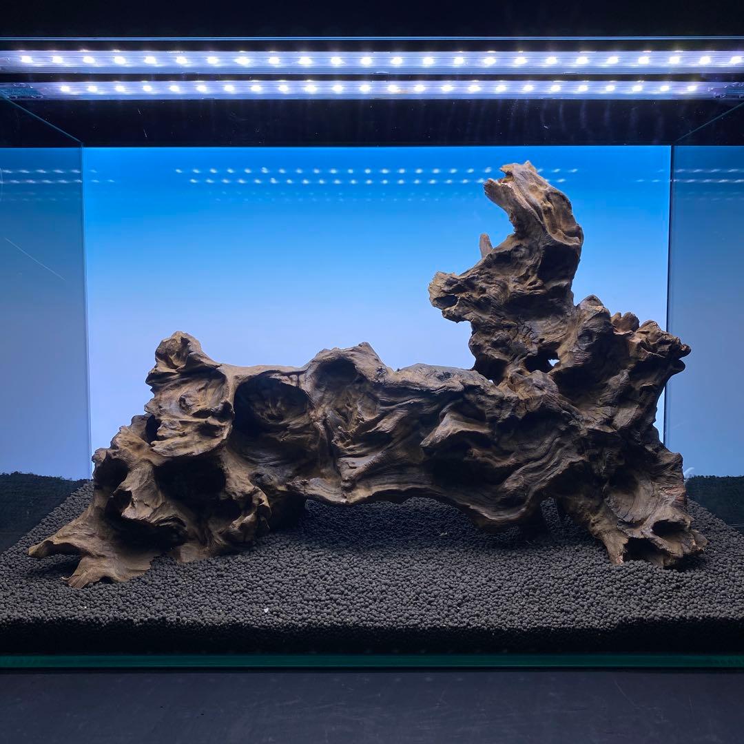 MRW-6570 特大自立赤系天然流木　1点物　流木　アクアリウム