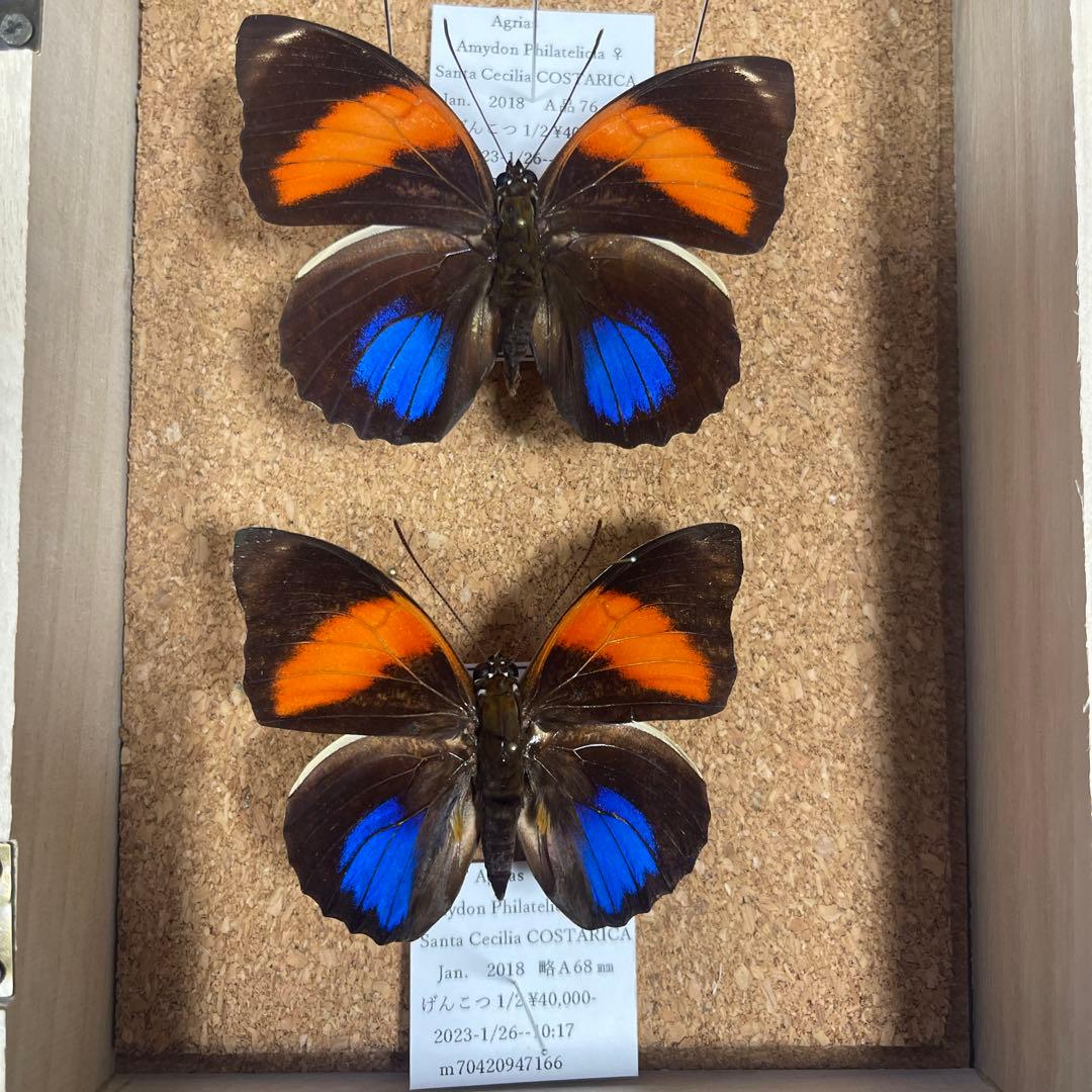 コスタリカ産 蝶の標本 Amathusia phidippus