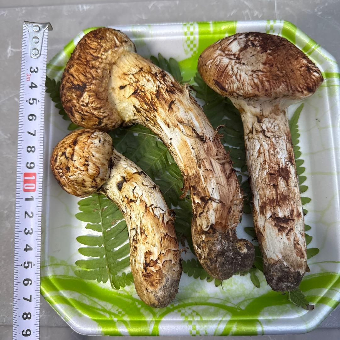 岩手県産　採れたて！　マツタケ　松茸　まつたけ　国産　天然