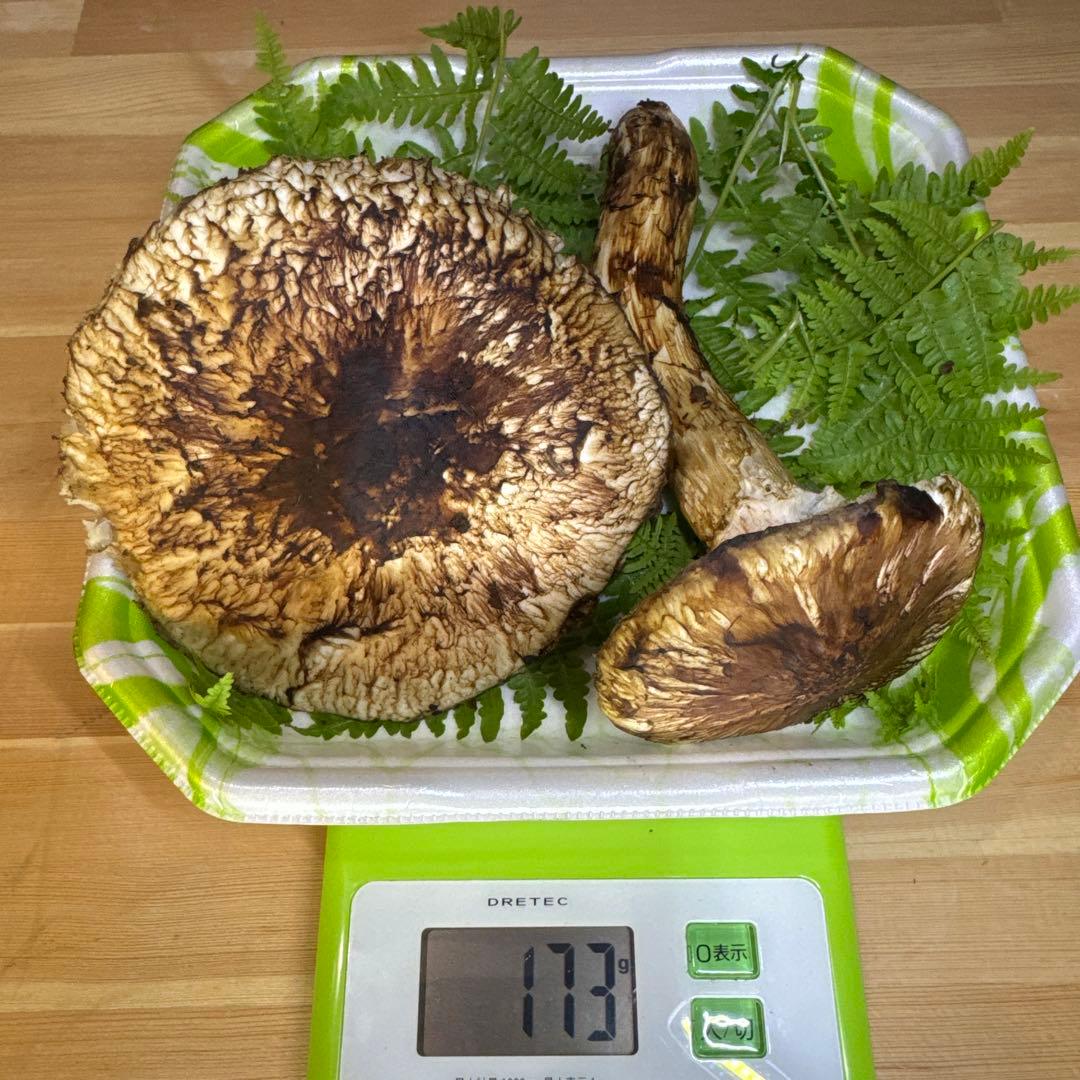 岩手県産　採れたて！　松茸　マツタケ　まつたけ　国産　天然