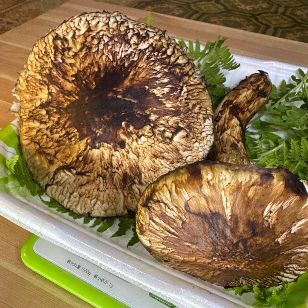 岩手県産　採れたて！　松茸　マツタケ　まつたけ　国産　天然