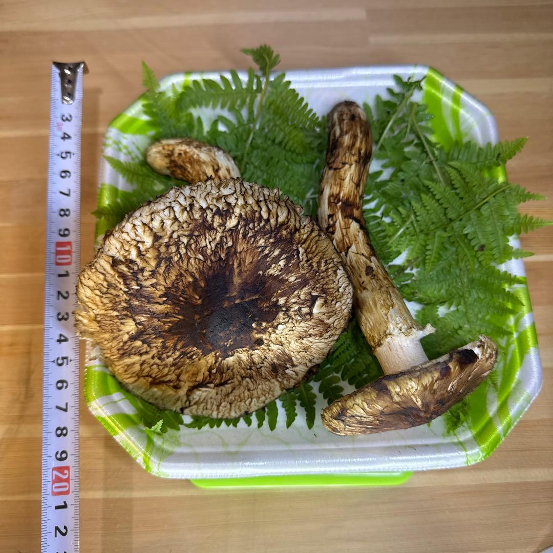 岩手県産　採れたて！　松茸　マツタケ　まつたけ　国産　天然
