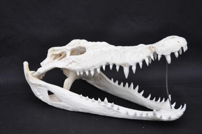 ma【実物】ワニ頭骨　シャムワニ　頭骨標本　本物　ワニ　標本　美品