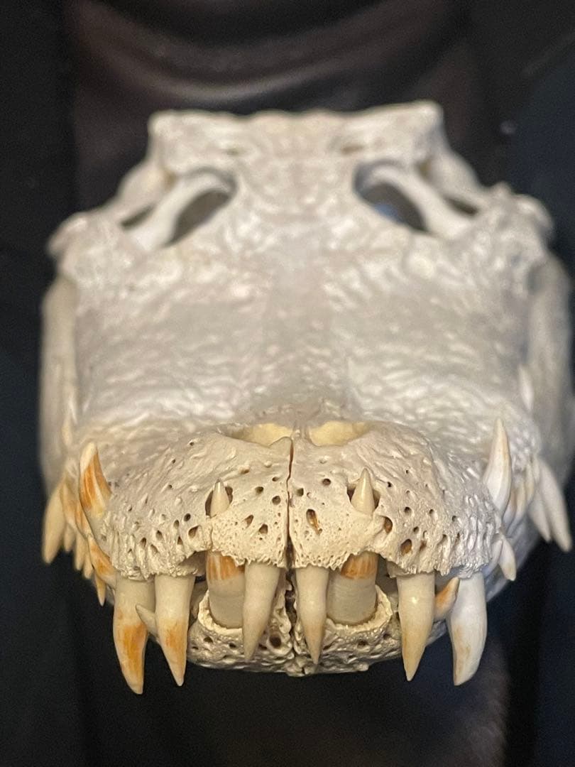 ma【実物】ワニ頭骨　シャムワニ　頭骨標本　本物　ワニ　標本　美品