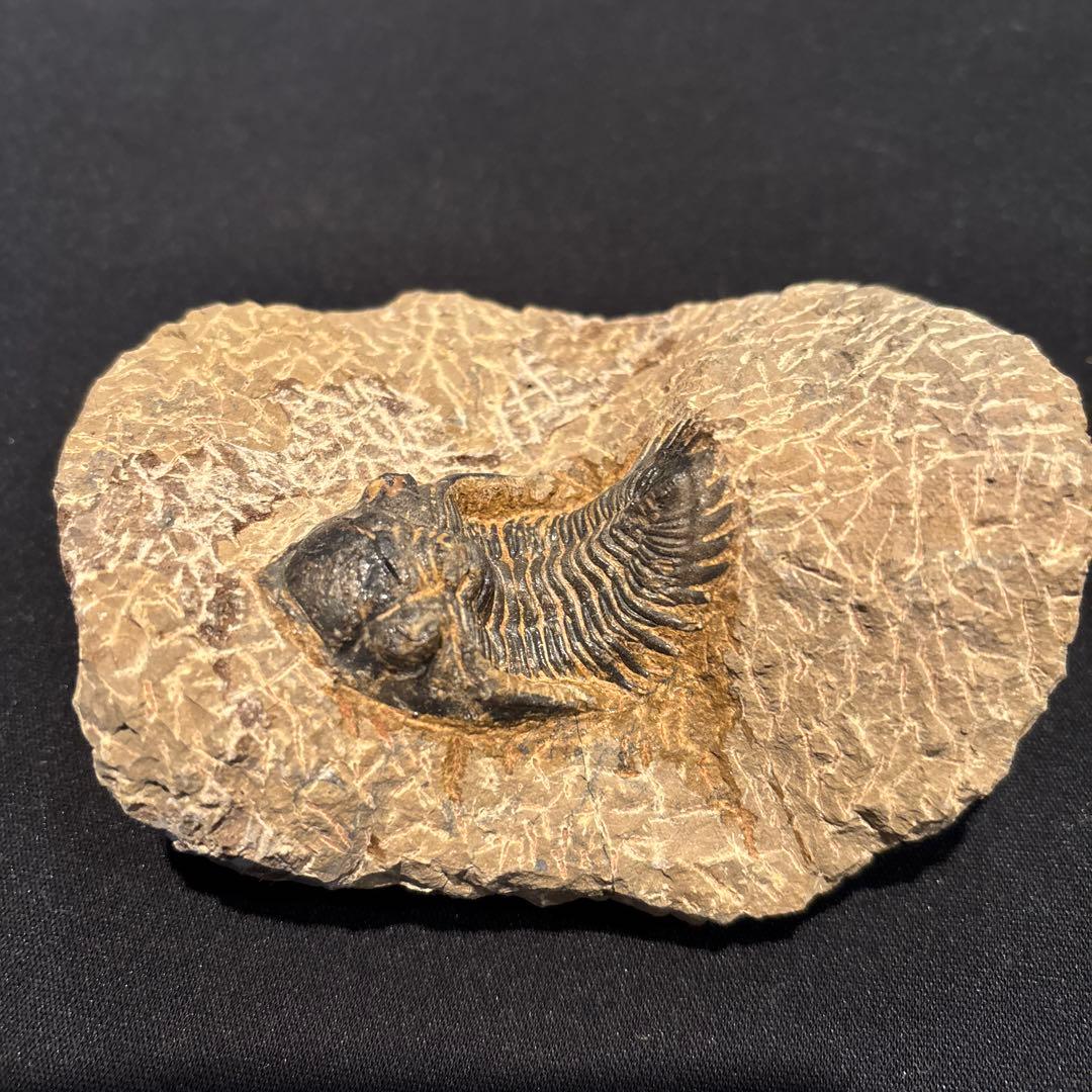 三葉虫化石　ただ今発見