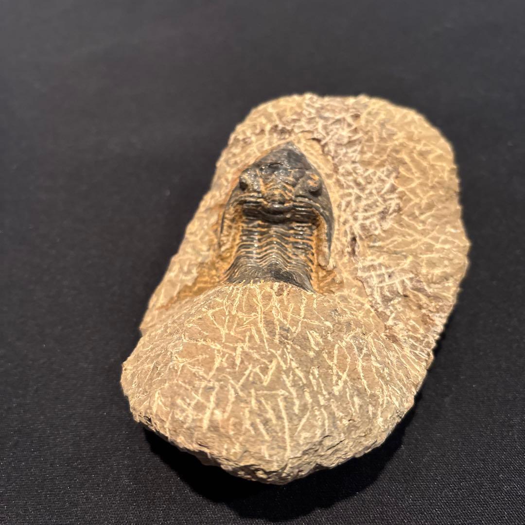 三葉虫化石　ただ今発見