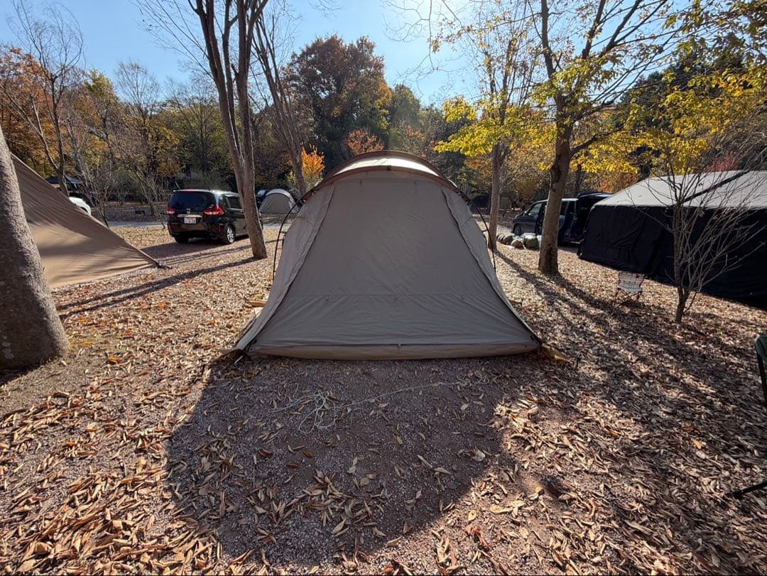 ★12/31発送までお値下げ★サバティカル　アルニカ　すぐ使える　ツールーム