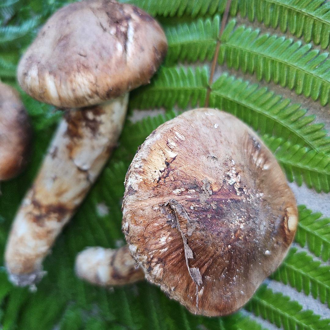 広島県産 松茸207g+　さくらこ