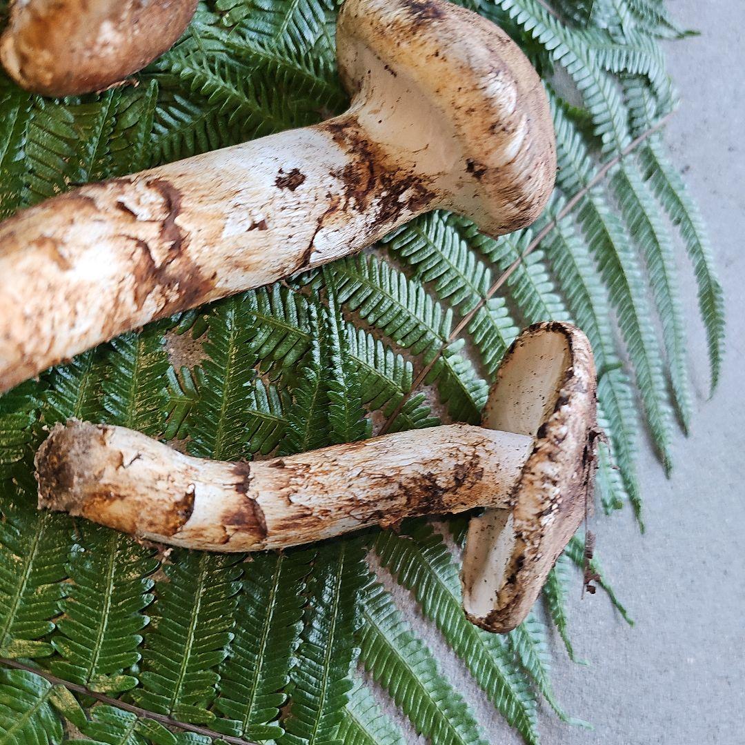 広島県産 松茸207g+　さくらこ