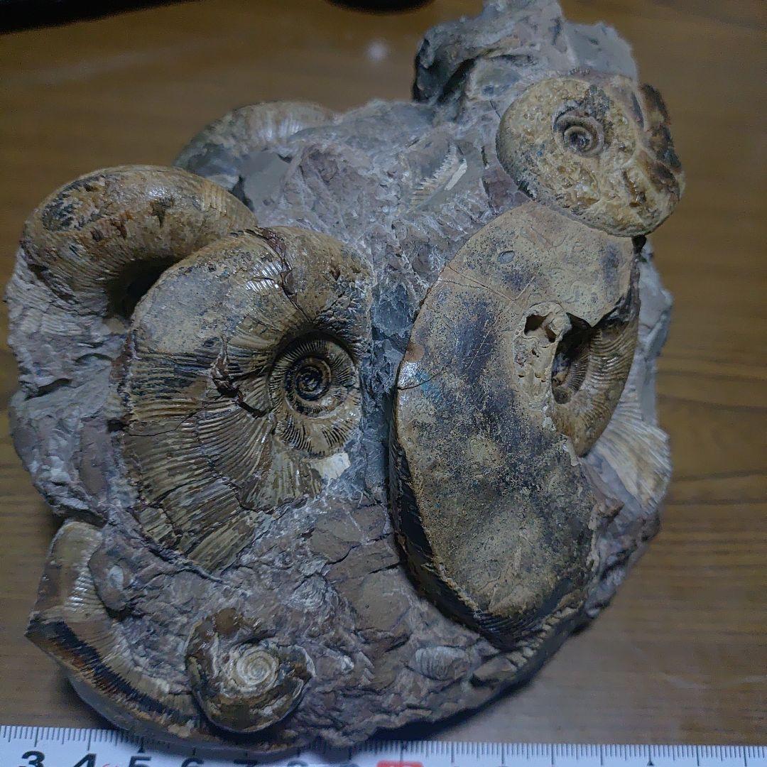 北海道アンモナイト正、異常巻き