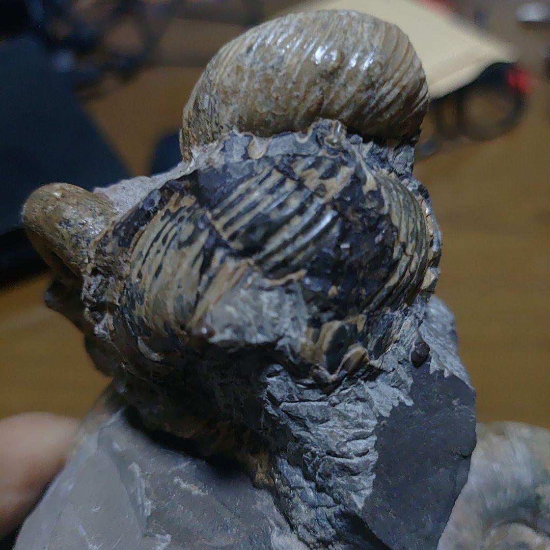 北海道アンモナイト正、異常巻き