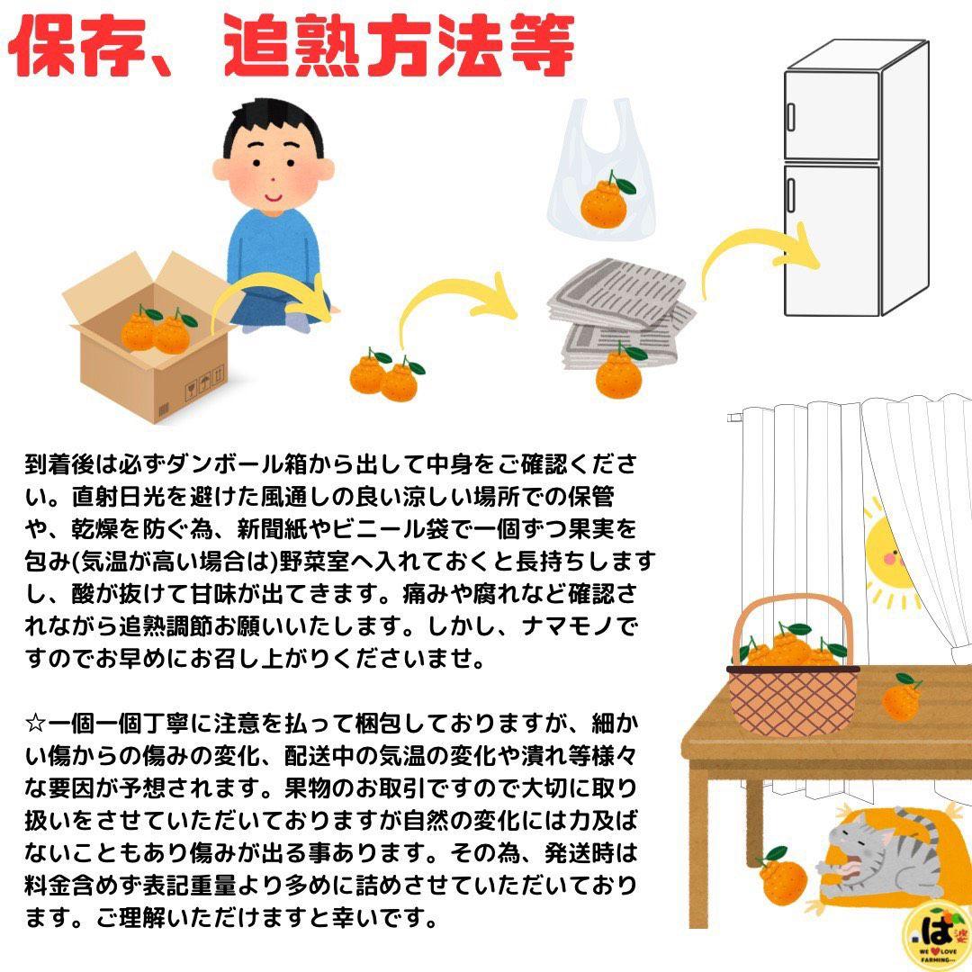 ※確認用　大玉MIX箱込み9.5kg以上【露地栽培　不知火　デコポン　肥の豊】