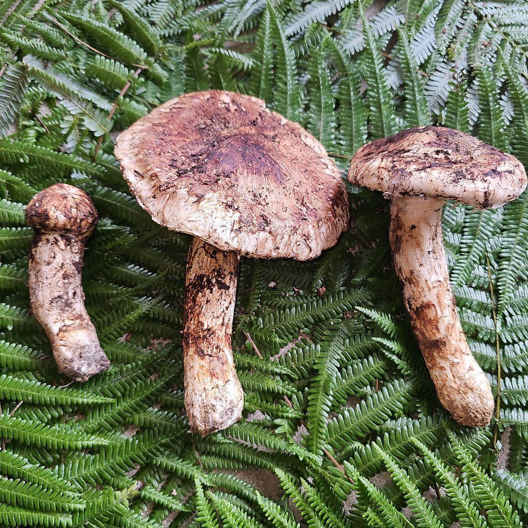 広島県産 松茸 254g