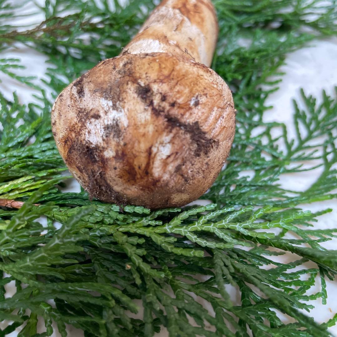 広島県産　松茸　今朝採れ