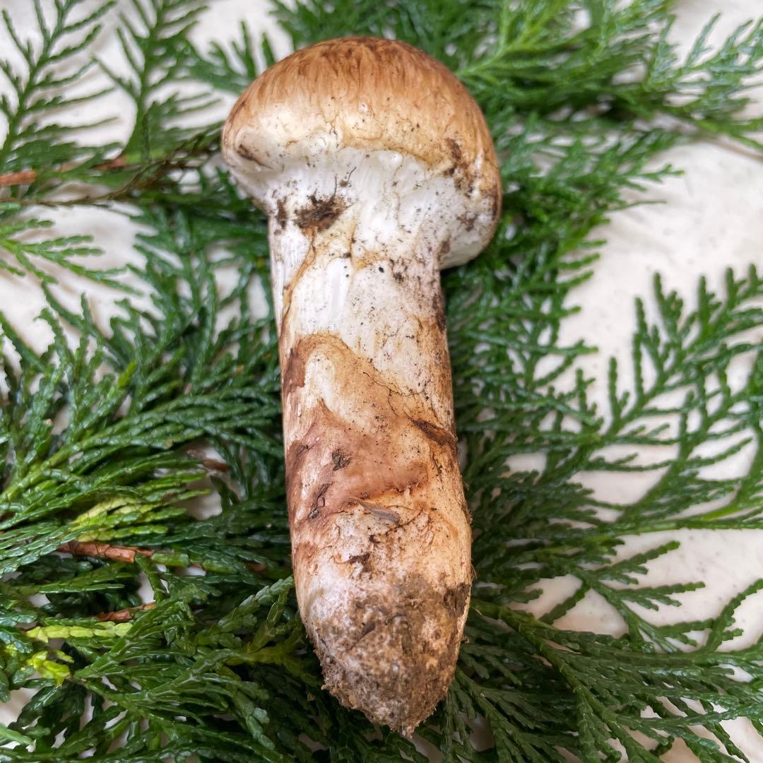 広島県産　松茸　今朝採れ