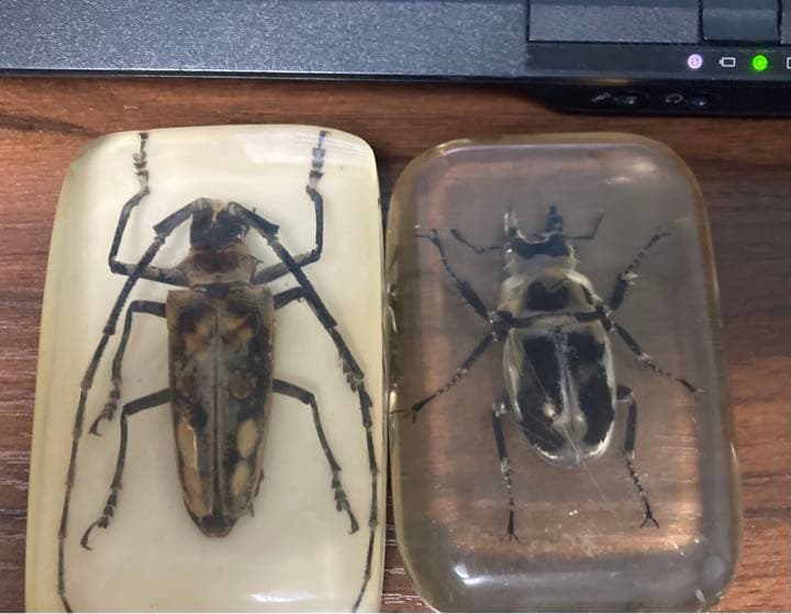 レジン　オウゴンオニクワガタとカミキリムシ(？)