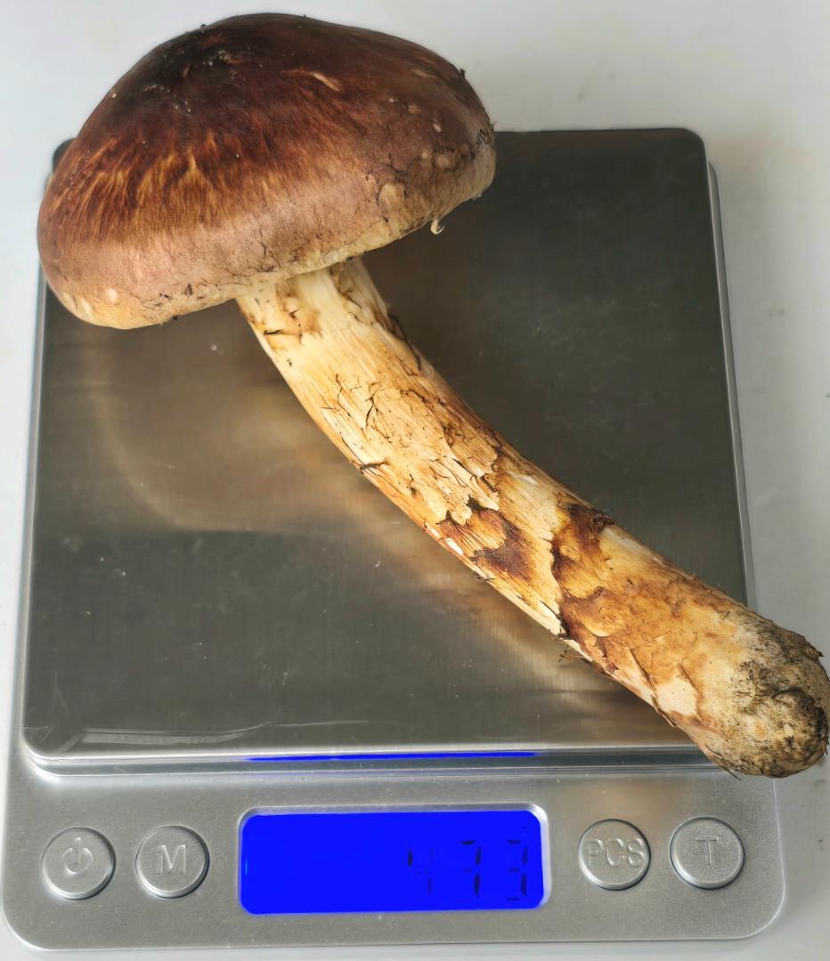 松茸 岩手県産 388g+おまけ(245g) 10月19日獲れ