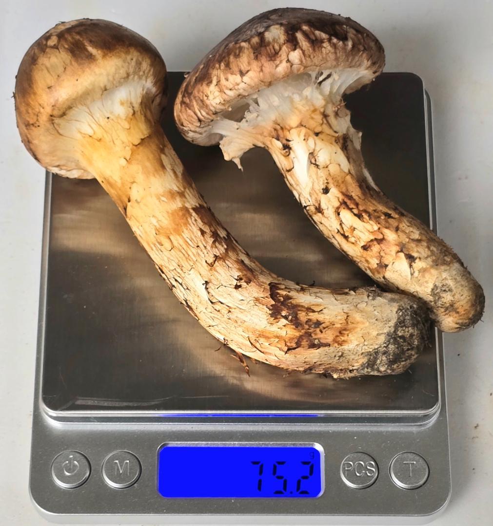 松茸 岩手県産 388g+おまけ(245g) 10月19日獲れ