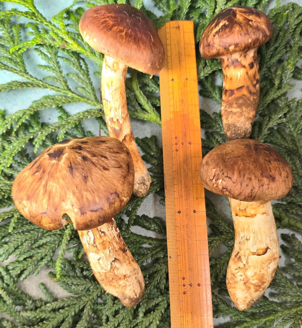 松茸 岩手県産 388g+おまけ(245g) 10月19日獲れ