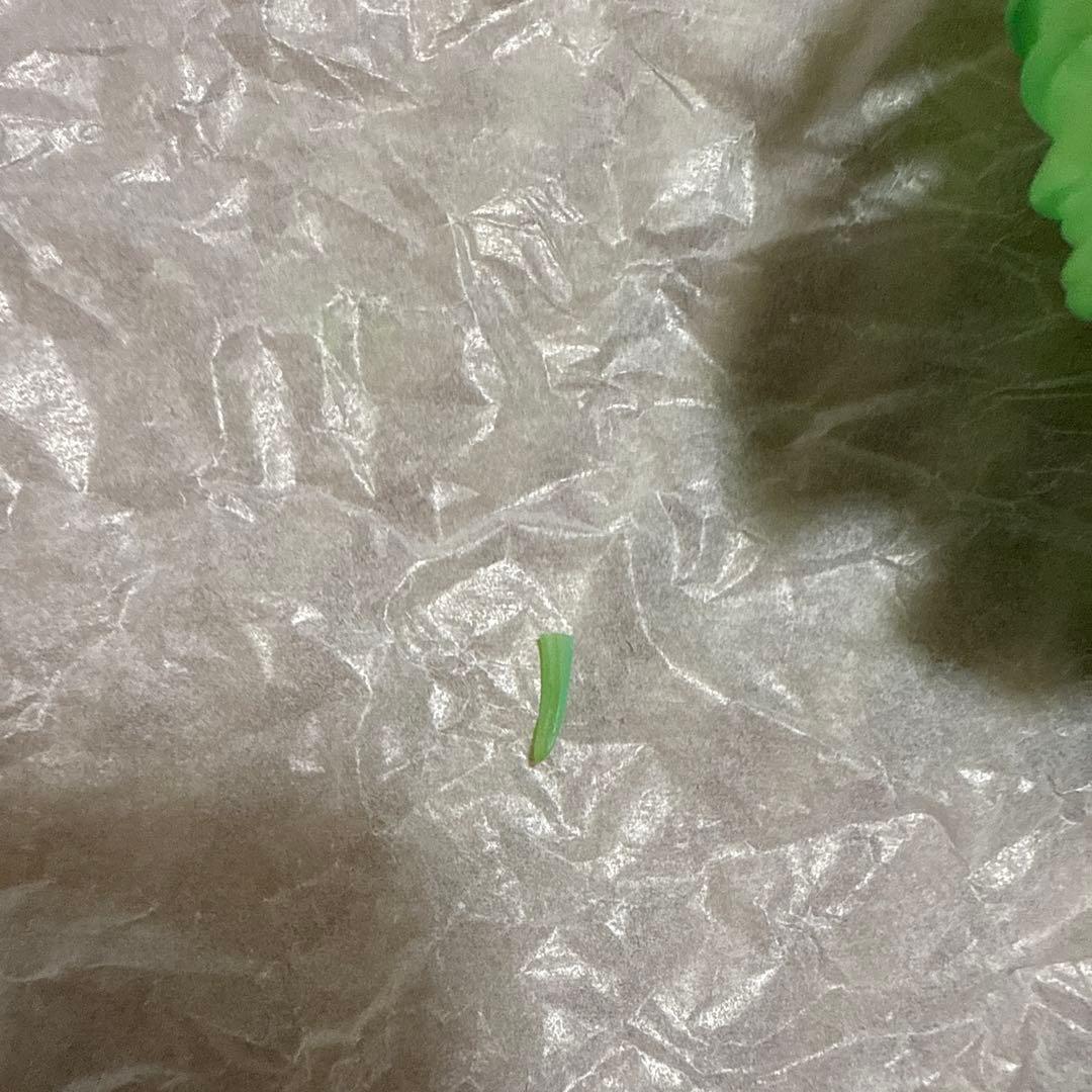 コードギアス　反逆のルルーシュ　R2 ルルーシュ・ランペルージ & C.C.