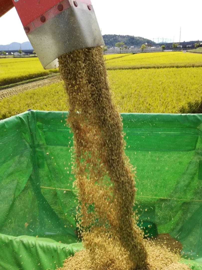 令和７年度兵庫県産 たちはるか 玄米30kg※精米可 本州・四国・九州は送料無料