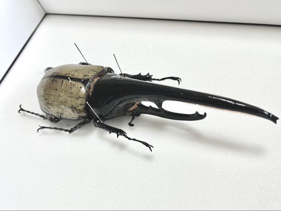 ヘラクレスオオカブト　154mm 標本