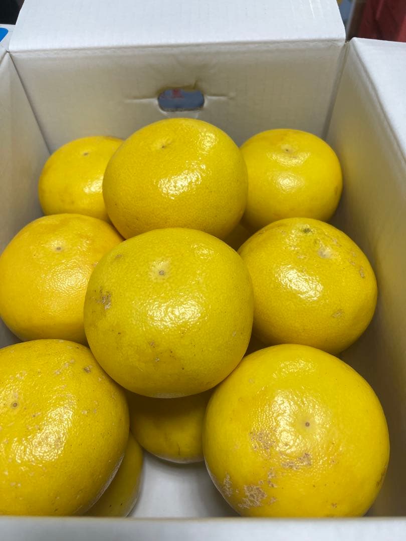 文旦　山北みかん　ポンカン　好きにも　02