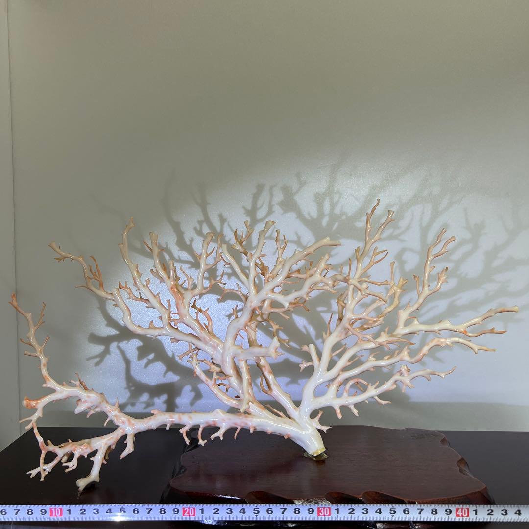 本桃色特大珊瑚　ケース付　東Y8-0129①トコニ