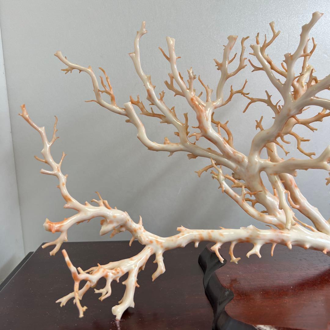 本桃色特大珊瑚　ケース付　東Y8-0129①トコニ