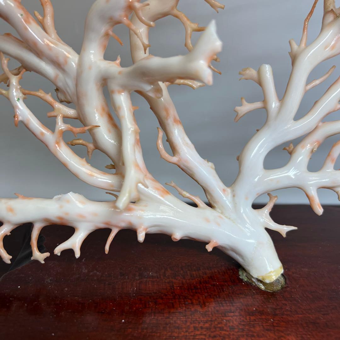 本桃色特大珊瑚　ケース付　東Y8-0129①トコニ