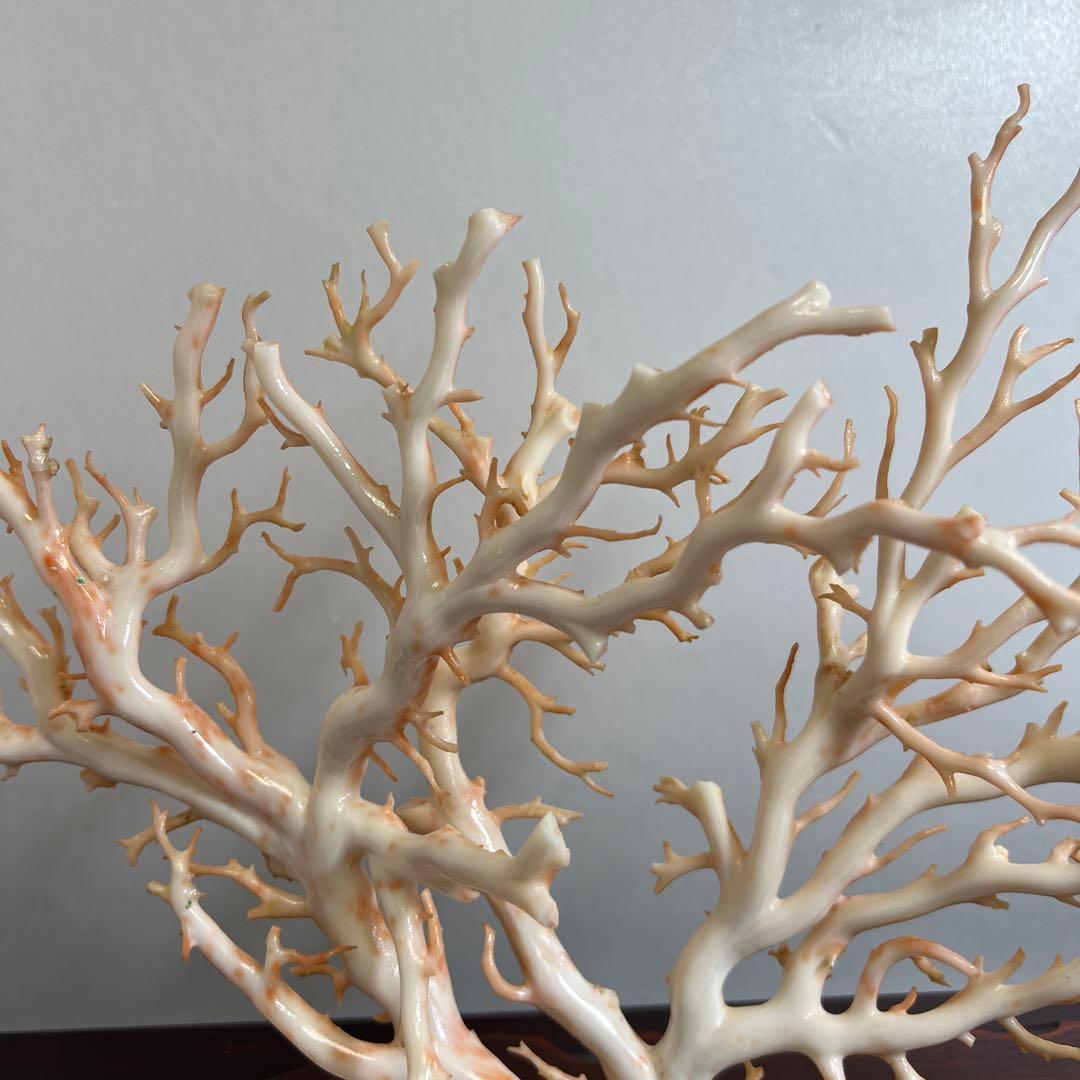 本桃色特大珊瑚　ケース付　東Y8-0129①トコニ