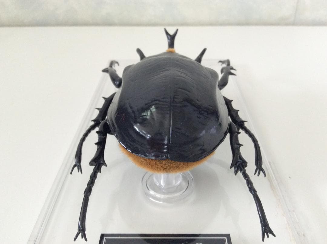 マルスゾウカブト カブトムシ 標本 全長約11.5cm 甲虫 昆虫 ビートル
