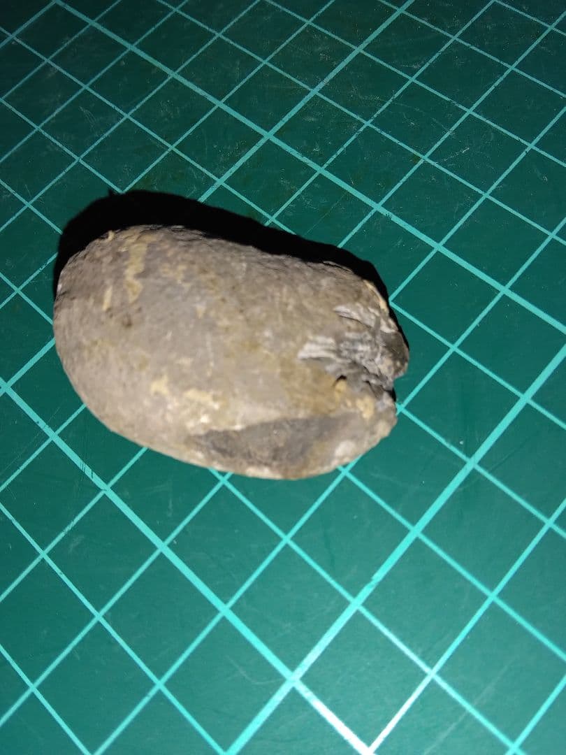 北海道三笠市産　甲殻類化石　蟹化石　海老？　化石　化石標本