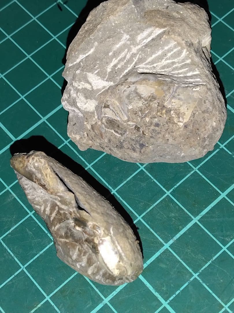 北海道三笠市産　甲殻類化石　蟹化石　海老？　化石　化石標本