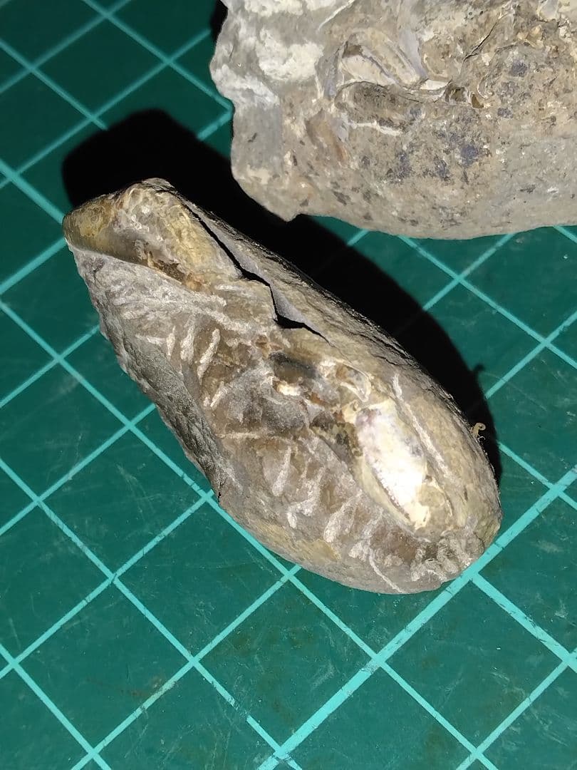 北海道三笠市産　甲殻類化石　蟹化石　海老？　化石　化石標本