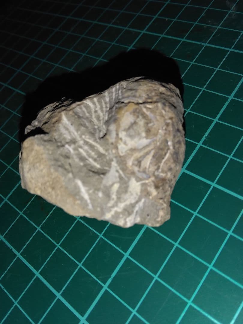 北海道三笠市産　甲殻類化石　蟹化石　海老？　化石　化石標本