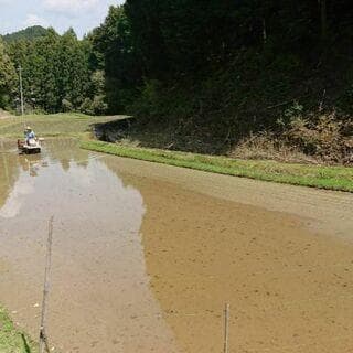 令和7年度【湧き水栽培】農薬不使用玄米　ひのひかり 10㎏　奈良の農家直送