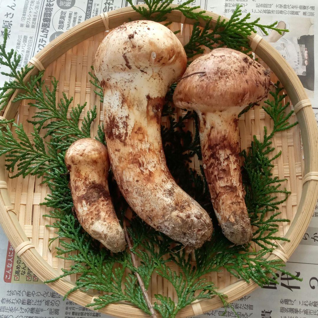 長野県産　松茸　240g